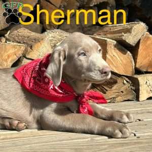 Sherman, Silver Labrador Retriever Puppy